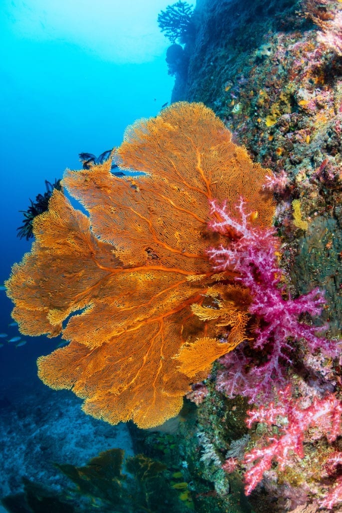 Austrailia colorful corals
